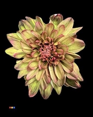 Chr T 2 Kl Baltica Hortensia