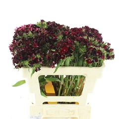 Di Barb Kiw Dark Red 55cm 24