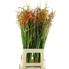 Crocos Red King 80cm