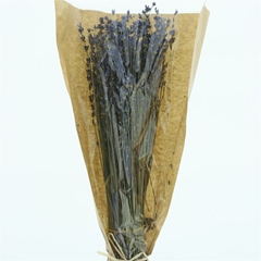 Lavandula Stoechas 45cm 100gram