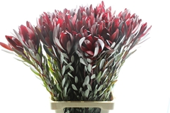 Leucad Safari Sunset 110cm