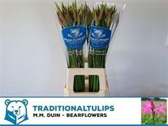 Ne Bo Favourite 75cm