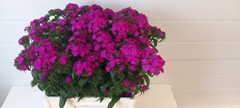 Di Barb Am Neon Purp 52cm 24
