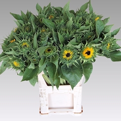 Helian An Sunrich Or 80cm 13