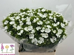 Di Barb S Will White 55cm 23
