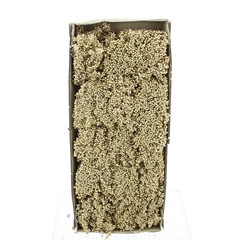 Schinus M Dec Bes Bs 30cm 200gram