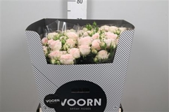 R Tr Sweet Sofie 70cm