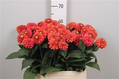 Dahl Ball Orange Fox 60cm