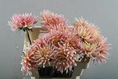 Dahl Other 55cm