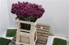 Allium Sphaerocephal 65cm