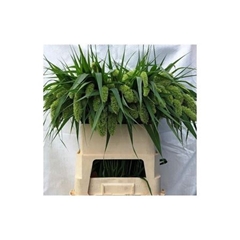 Setaria It Voll Melk 80cm