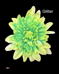 Chr T 2 Kl Baltica Brazil + Glit Bio