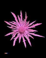 Eryngium Cerise