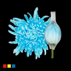Chr G Stravina Pastel Blue