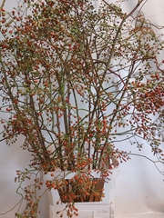 Rosa Corallo 150cm