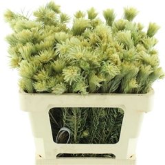Phylica Plumosa 50cm