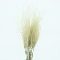 Droogbl Bewerkt H% 60cm