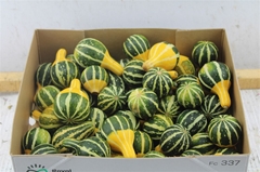 Cuc Pep Pear Bicolor