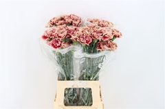 Di St Merlet Crimson 70cm 23