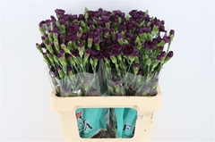 Di Tr Rood 60cm 23