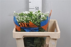 Phlox P Whitecap 50cm 13