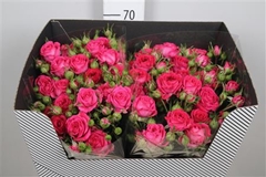 R Tr Judy 70cm 55+
