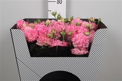 R Tr #SWEETY 70cm 55+