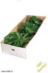 Monstera Blad..groot 50cm