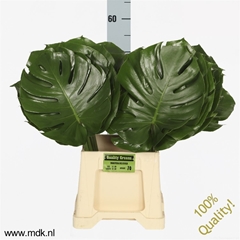 Monstera Blad..groot 55cm