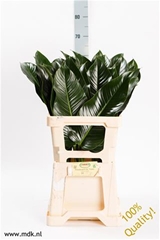 Philod St Tropez 60cm 30gram