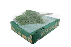 Leatherleaf 55cm