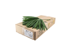 Palmblad 55cm