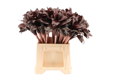 Cordyline Purple Com 40cm