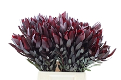 Leucad Safari Sunset 50cm