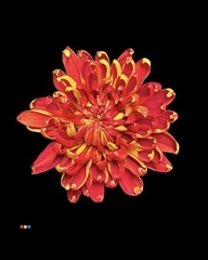 Chr G Fuego Red