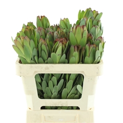 Leucad Safari Goldst 50cm