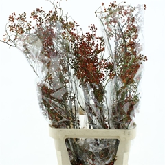 Rosa Corallo 100cm
