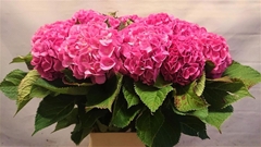 Hydr M Bodensee Roze 90cm 16cm Ø
