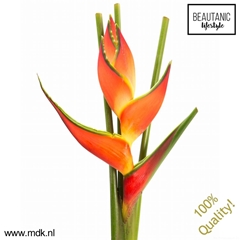 Helic Oriole Orange 100cm
