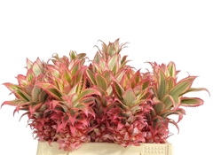 Ananas Co Pu Compact 40cm