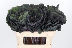 Brass Black Leaf 70cm