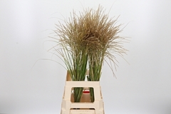 Misc Si Fern Osten W 85cm