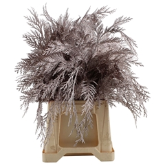 Dec Gr Kleurbe 21% 50cm