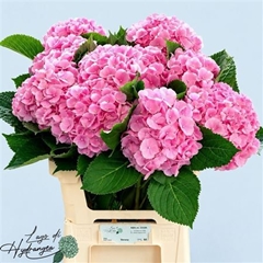 Hydr M Ch Verena