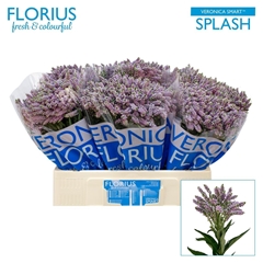 Veron Smart Splash 60cm