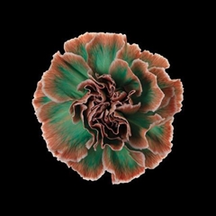 Dianthus St Tropicana