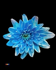 Chr T Baltica Light Blue + Satin