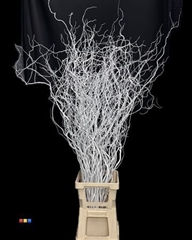 Salix 130cm White