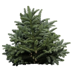 Abies Nob Blauw Kilo 988gram