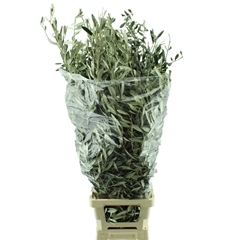 Olea Europaea Pb 100cm 400gram